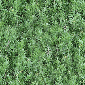 Green Artemesia texture (seamless)