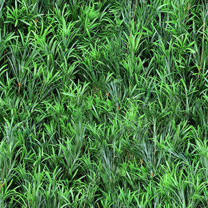 Green Podocarups texture (seamless)