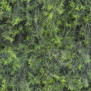 Springeri texture (seamless)