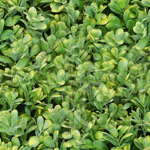 Yellow box plant texture (seamless)