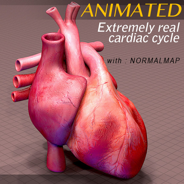 心臓の解剖学アニメーション3dモデル Turbosquid 8170