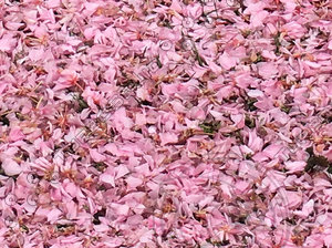 Cherry Blossom Ground Texture