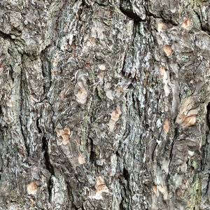 Tree Bark 00A
