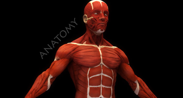 Anatomie Des Menschen Muskeln 3d Modell Turbosquid