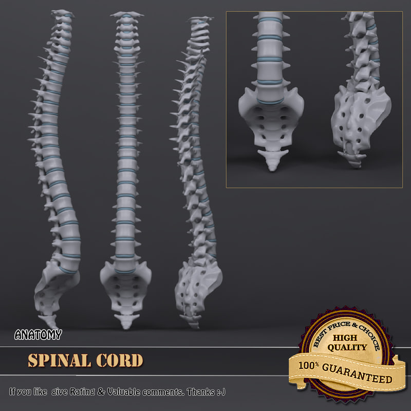 spinal cord ma
