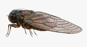 realistic cicada 3d model