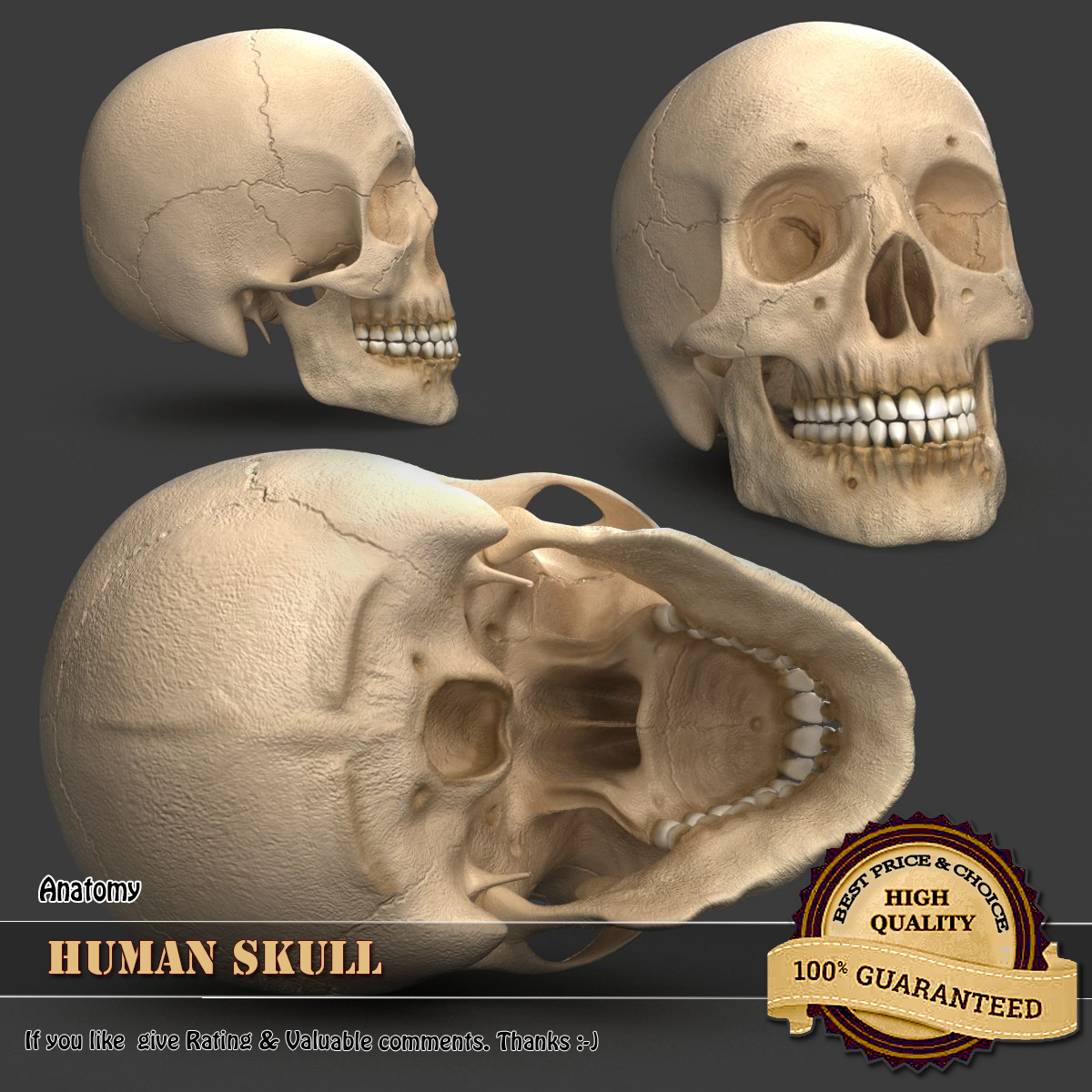 skull model for drawing