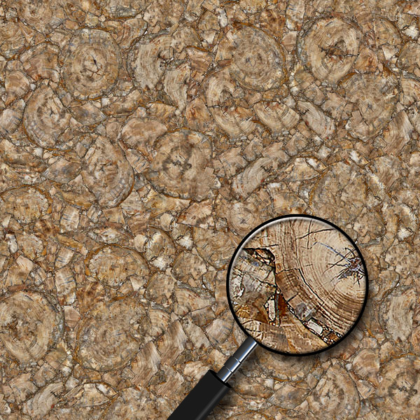 Texture JPEG petrified wood petrified wood