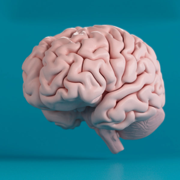 human brain 3d max