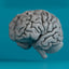 human brain 3d max