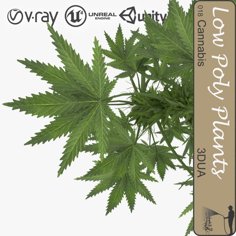 plant 010 cannabis 3d  model 