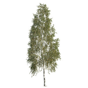 silver birch tree 3d model