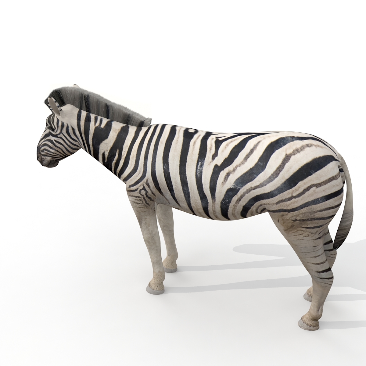 safari pack(6种动物模型)3d模型