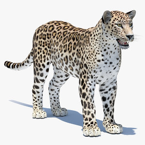 3d model persian leopard