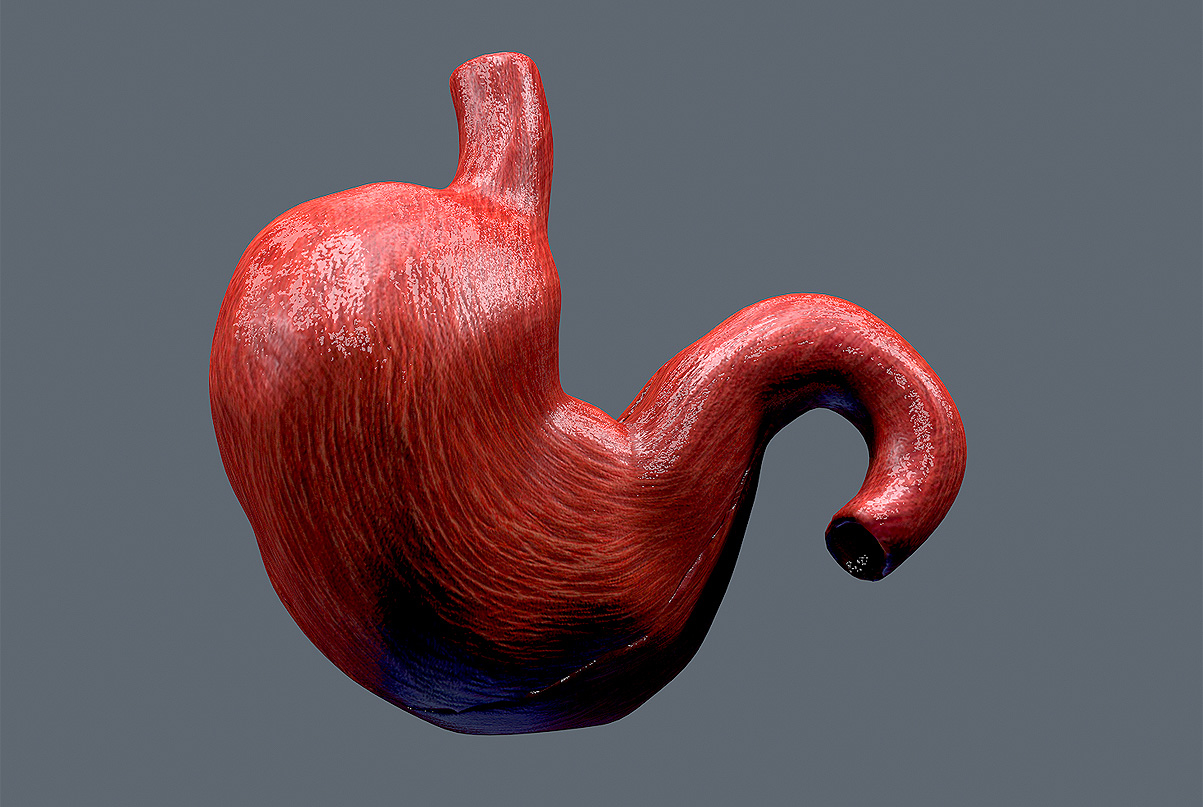 Human anatomy stomach 3D model - TurboSquid 1202572