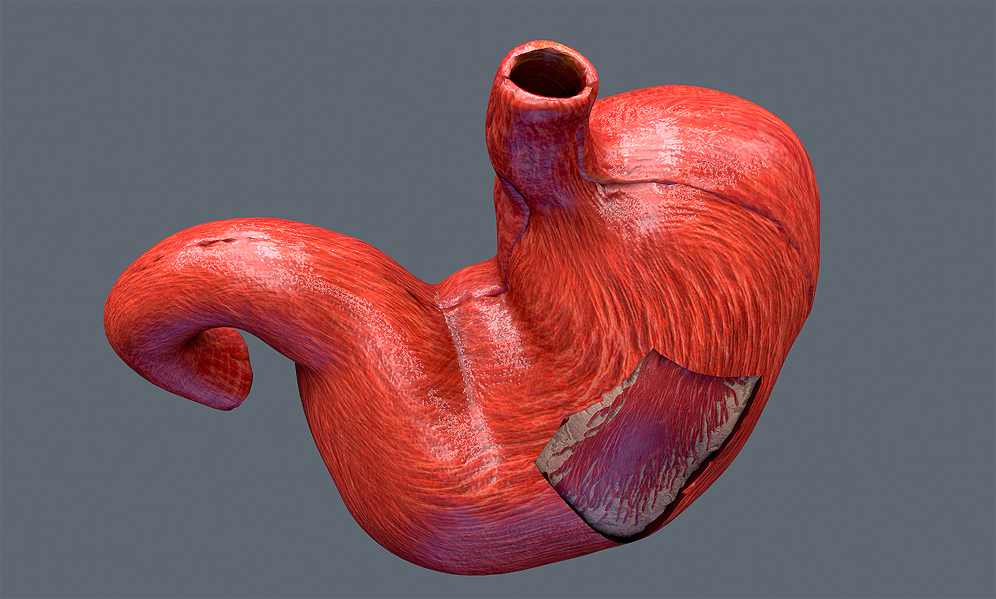 Human anatomy stomach 3D model - TurboSquid 1202572