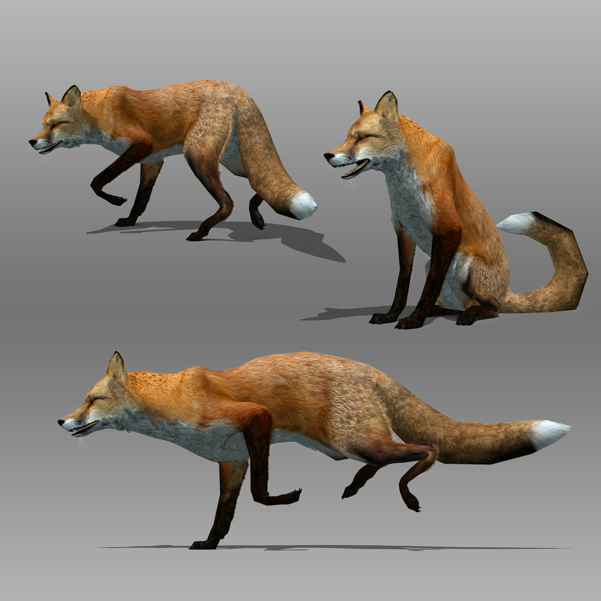 3d red fox animations