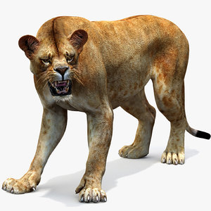 3d model lioness rigged cat animation
