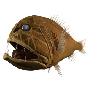 3d fangtooth fish model