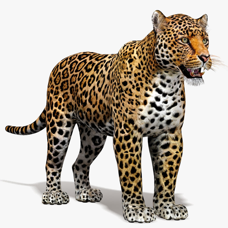  3d  cat  feline model