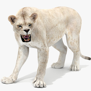 max lioness white rigged cat