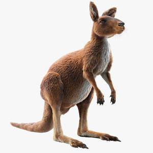 kangaroo fur model