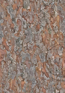 Tree Texture Pine 2