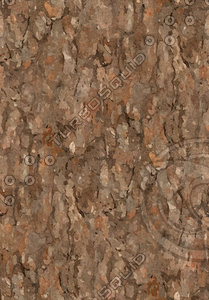 Tree Texture Pine