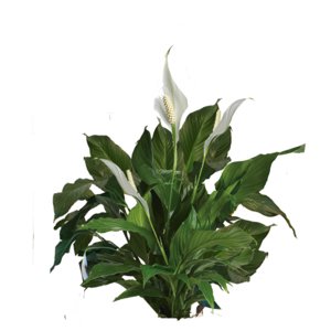 Peace Lily