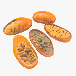 mitochondria dna 3d model