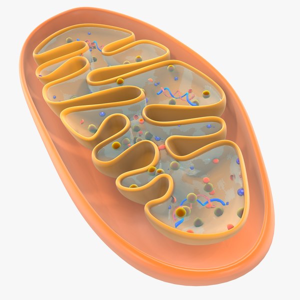 mitochondria dna 3d model