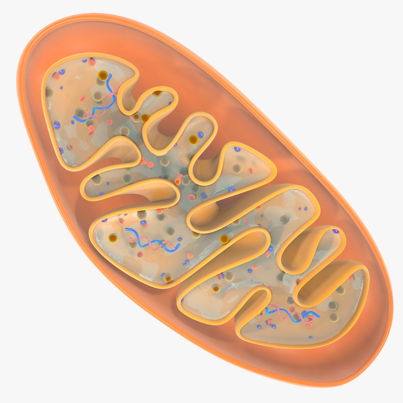 mitochondria dna 3d model