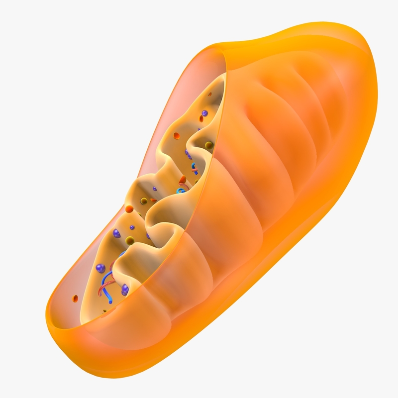 Mitochondria Dna 3d Model