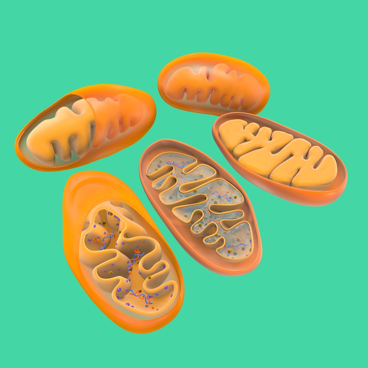 mitochondria dna 3d model