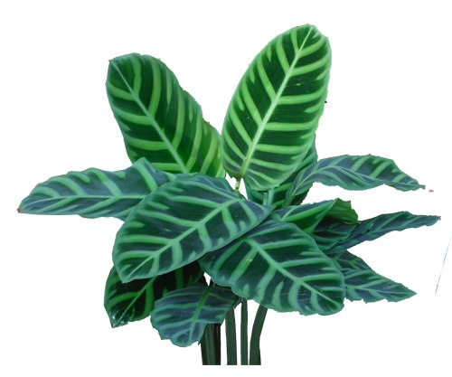 dracaena marginata kaufen Dracaena Marginata Freestyle main image 0