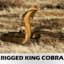 realistic king cobra snake obj