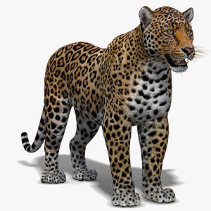3d cat leopard feline