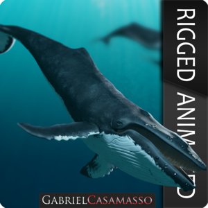 3d humpback whale megaptera novaeangliae model