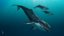 3d humpback whale megaptera novaeangliae model