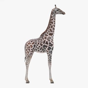 rothschild s giraffe 3D model