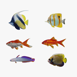 fish marine tropical 3d model