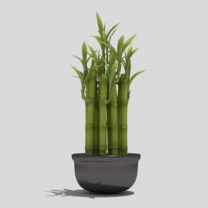 3d bamboo pot plant model