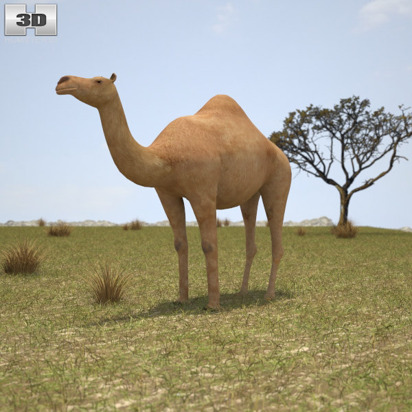 dromedary 3d model