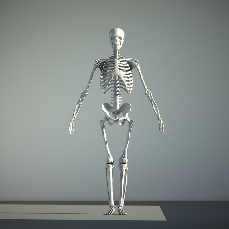 Resolution human skeleton 3D model - TurboSquid 1247635