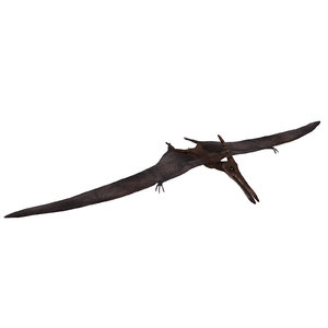 pterosaurs 3D model