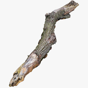 3D model rotten branch