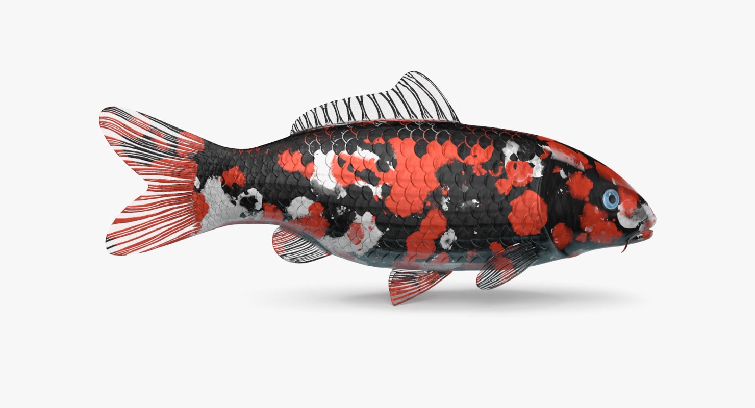 Koi fish 3D model - TurboSquid 1248022
