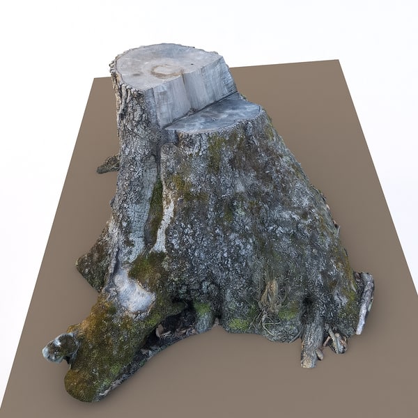 3D scan old tree stump