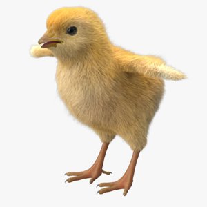 3D chick model