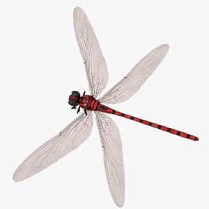 3D dragonfly